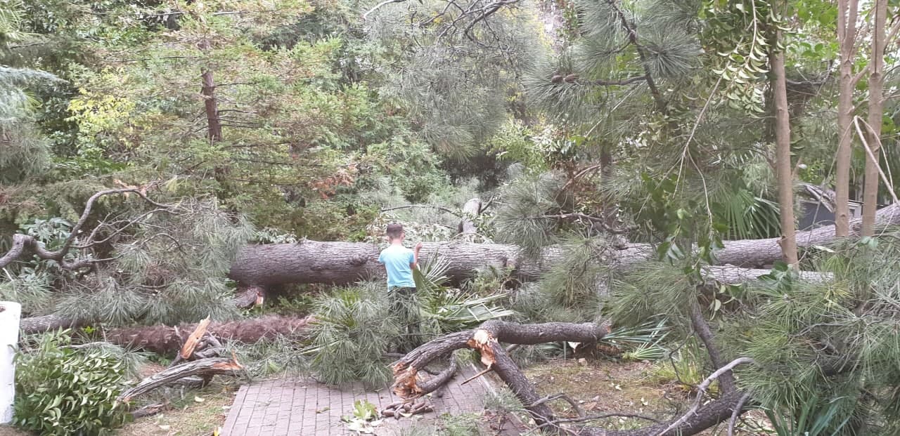 Упало дерево в парке