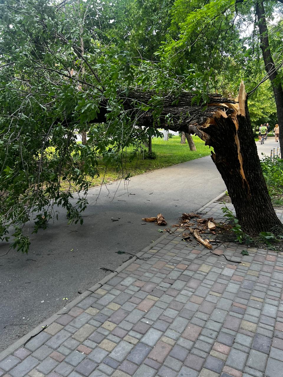 В Краснодаре из-за ураганного ветра на дороги и тротуары повалило деревья -  Краснодарские известия