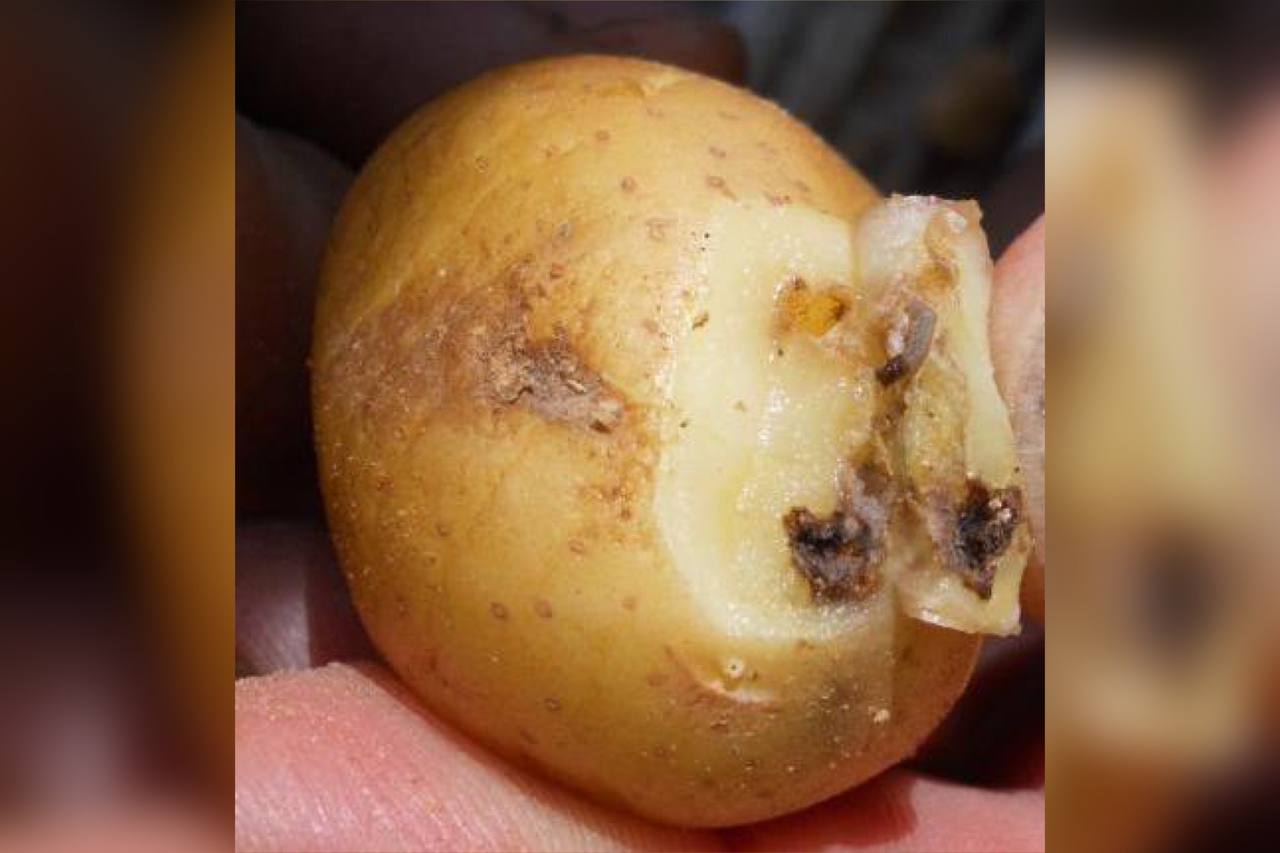 В морпорту Новороссийска выявили партии египетского картофеля с молью