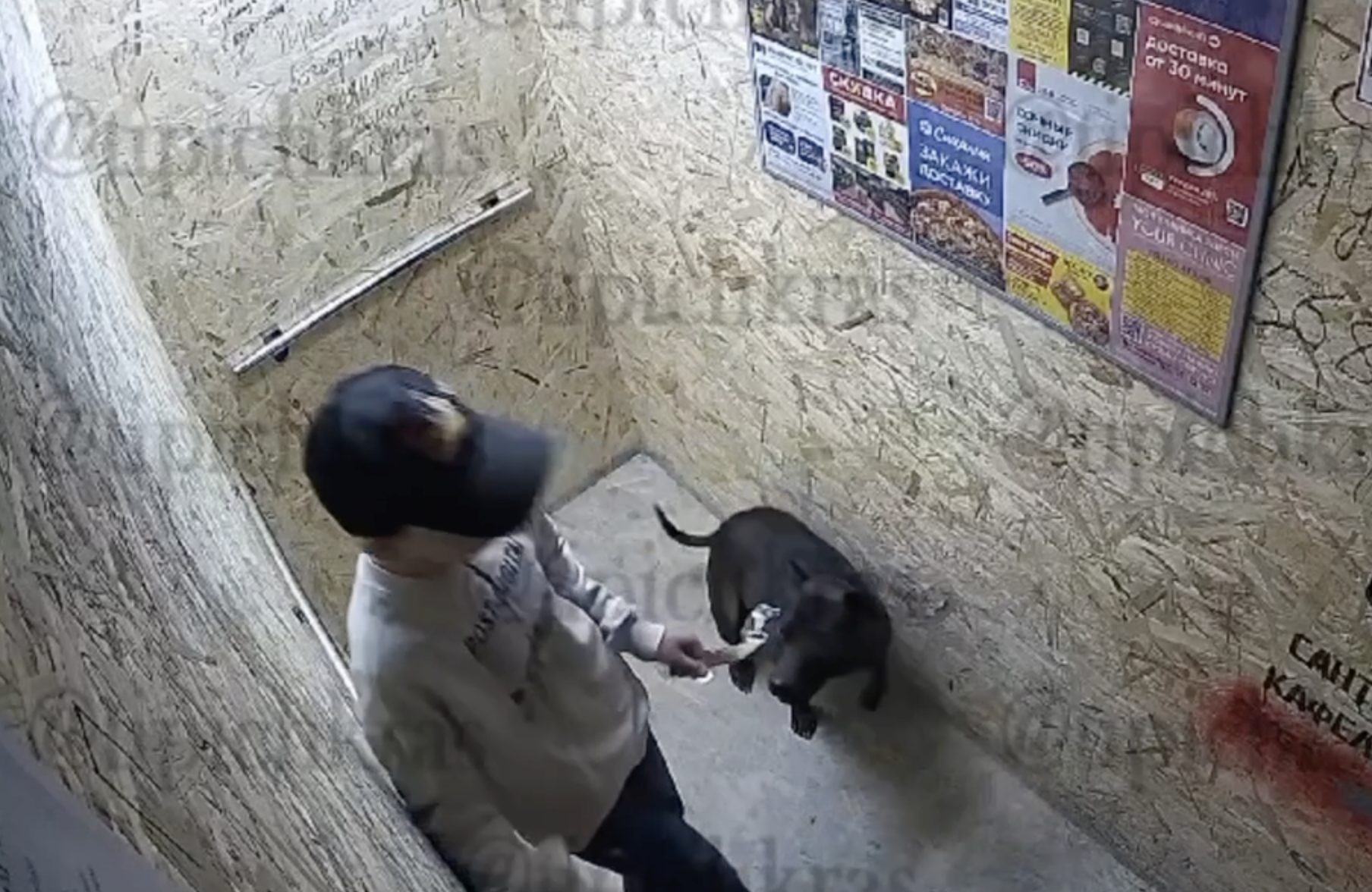 В Краснодаре жители многоэтажки жалуются на малолетнего соседа, избивающего собаку