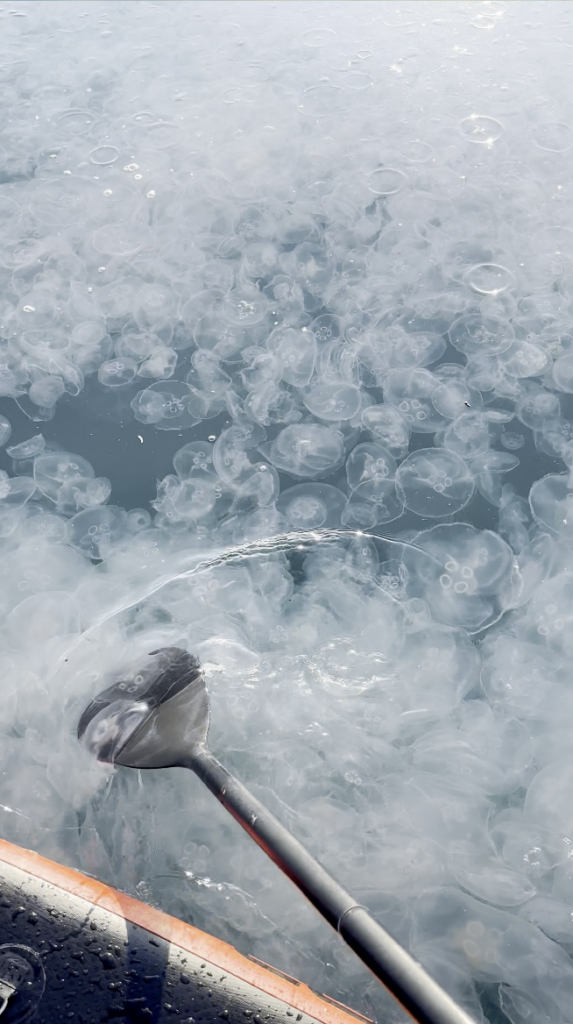 Эколог объяснил нашествие медуз у берегов Анапы