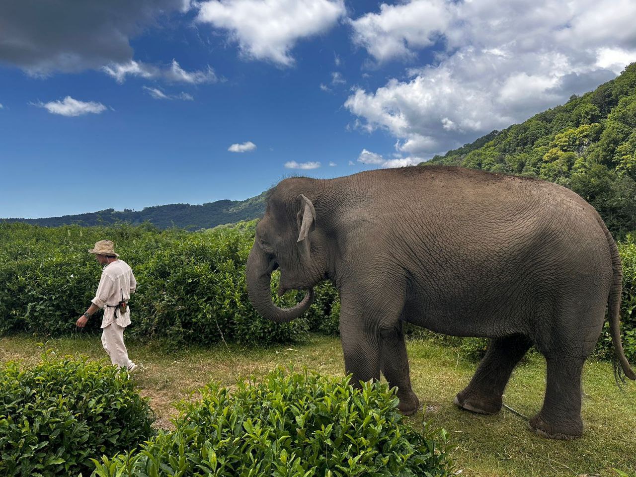 Жители и гости Сочи могут отправиться на прогулку со слонами по чайным плантациям