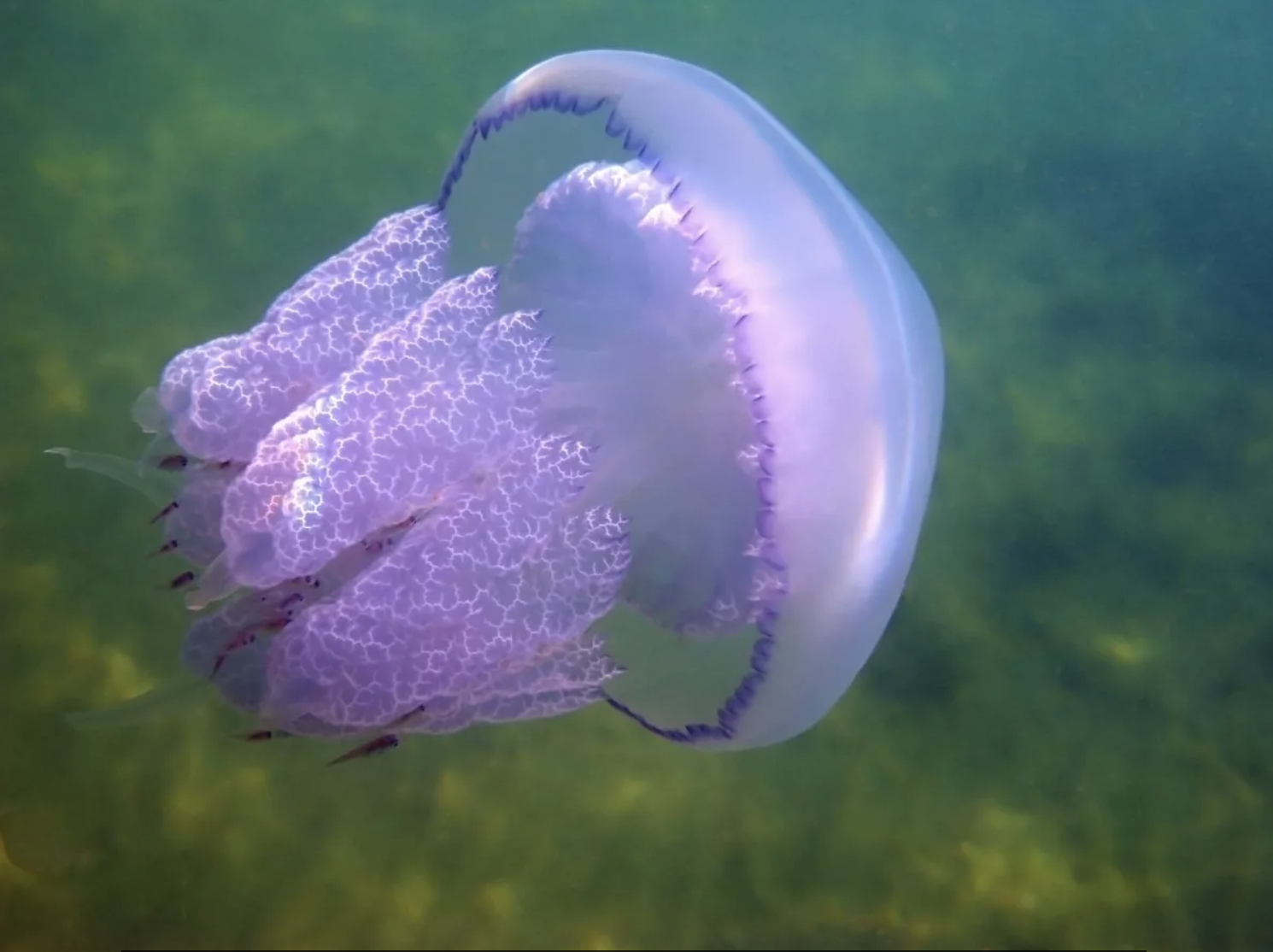 Шпарят, будто кипяток: какие ядовитые медузы водятся в Черном море