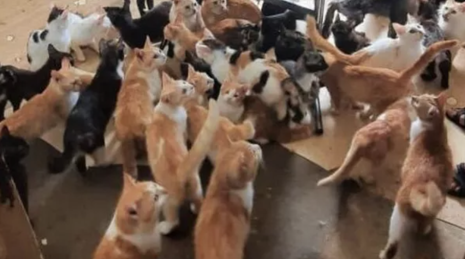 Более 50 кошек, обнаруженных в краснодарской квартире, стерилизуют